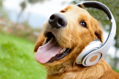 do dogs listen to music? maybe they can distinguish different tones